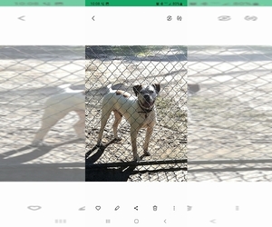 Father of the American Bulldog puppies born on 03/05/2025