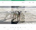 Small Photo #1 American Bulldog Puppy For Sale in ALBANY, GA, USA