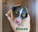 Small Photo #6 Aussiedoodle Miniature -Miniature Bernedoodle Mix Puppy For Sale in MIDDLEBURY, IN, USA