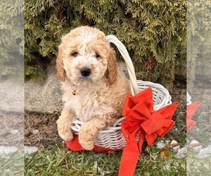 Cockapoo (Miniature) Puppy for sale in MIDDLEBURY, IN, USA
