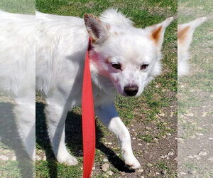 Miles - Male Colonial Cocker Spaniel-Unknown Mix Dog for Adoption - Photo #11