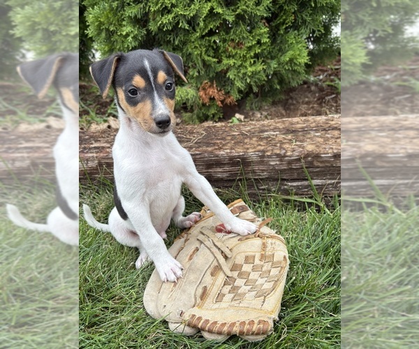 Medium Photo #1 Jack-Rat Terrier Puppy For Sale in MIDDLEBURY, IN, USA