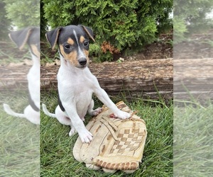 Jack-Rat Terrier Puppy for sale in MIDDLEBURY, IN, USA