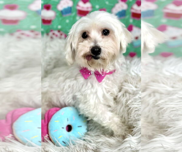 Medium Photo #5 Maltese Puppy For Sale in Bon Carbo, CO, USA