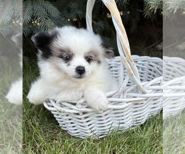 Medium Photo #2 Pomeranian Puppy For Sale in MIDDLEBURY, IN, USA