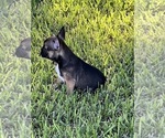 Small Photo #1 French Bulldog Puppy For Sale in AVON PARK, FL, USA