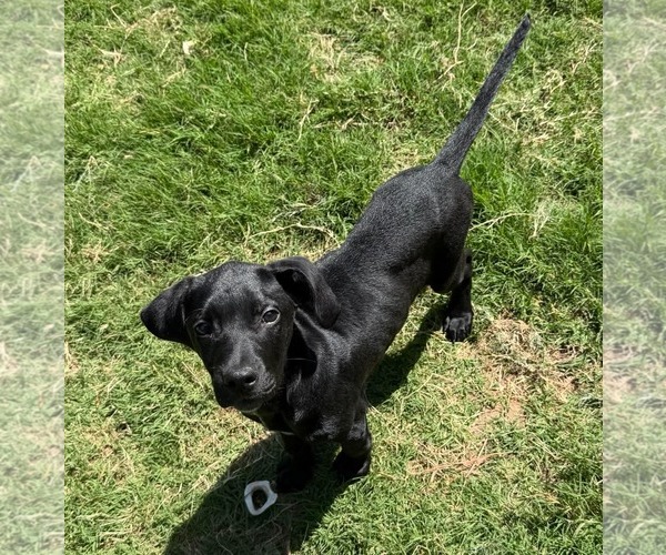 Medium Photo #5 Mutt Puppy For Sale in Sheboygan, WI, USA