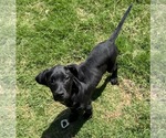Small Photo #5 Mutt Puppy For Sale in Sheboygan, WI, USA