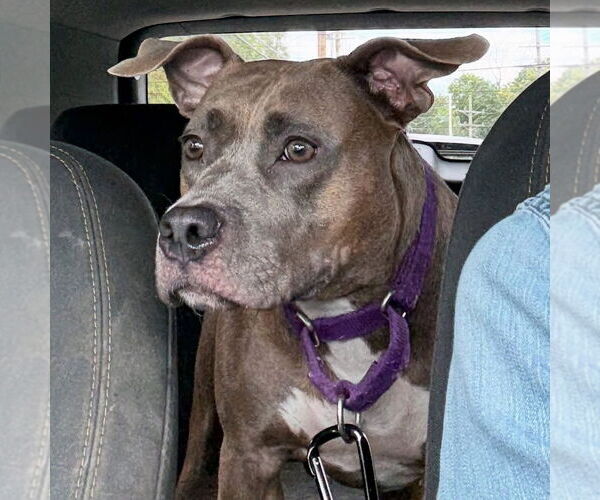 Medium Photo #4 American Staffordshire Terrier Puppy For Sale in Lawrenceville, NJ, USA