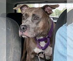 Small #3 American Staffordshire Terrier
