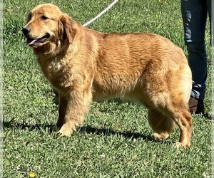 Mother of the Golden Retriever puppies born on 12/01/2026