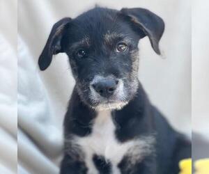Medium Mutt