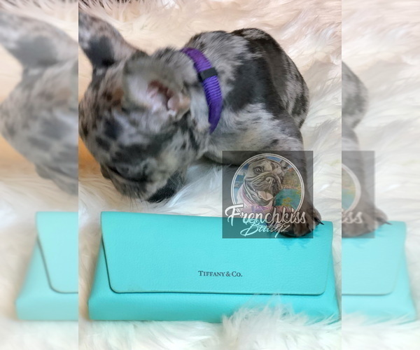 Medium Photo #20 French Bulldog Puppy For Sale in BUCKS BAR, CA, USA