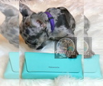 Small Photo #20 French Bulldog Puppy For Sale in BUCKS BAR, CA, USA