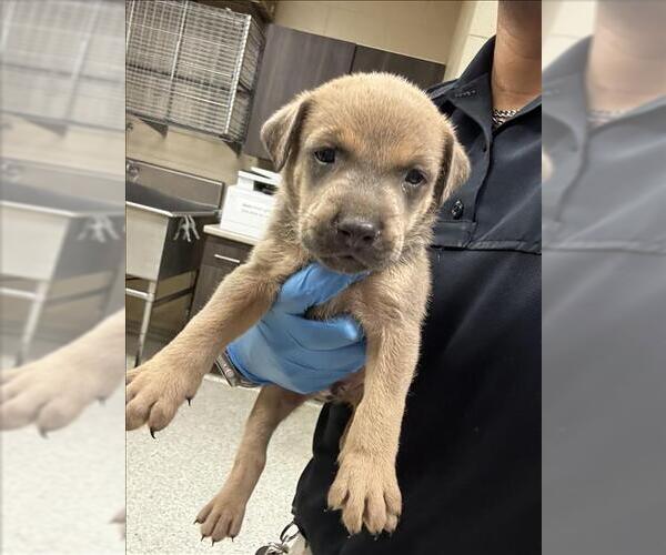 Medium Photo #1 Mutt Puppy For Sale in Conroe, TX, USA