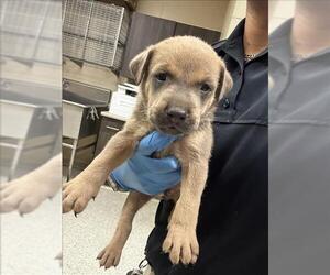 Mutt Dogs for adoption in Conroe, TX, USA