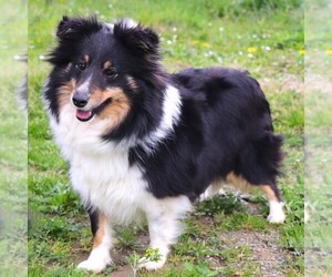 Mother of the Shetland Sheepdog puppies born on 08/25/2023