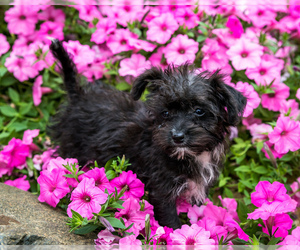 Mutt-Poodle (Toy) Mix Puppy for sale in WAKARUSA, IN, USA