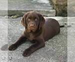 Small #1 Labrador Retriever