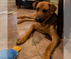 Archer - coming soon! - Male Mutt Dog for Adoption - Photo #4