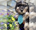 Small Photo #11 Bernedoodle Puppy For Sale in OVERLAND PARK, KS, USA