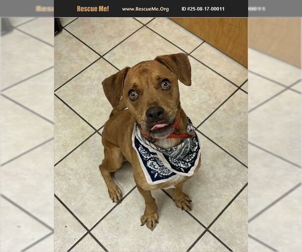 Medium Photo #1 Boxer-Unknown Mix Puppy For Sale in Benton, PA, USA