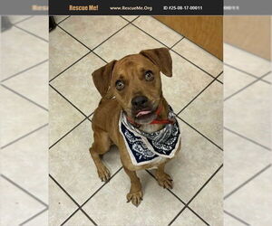Medium Boxer Mix