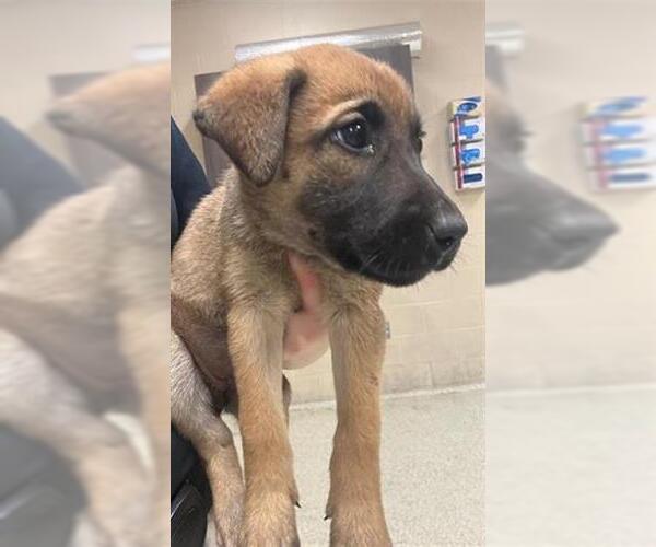 Medium Photo #1 Anatolian Shepherd-Unknown Mix Puppy For Sale in Conroe, TX, USA