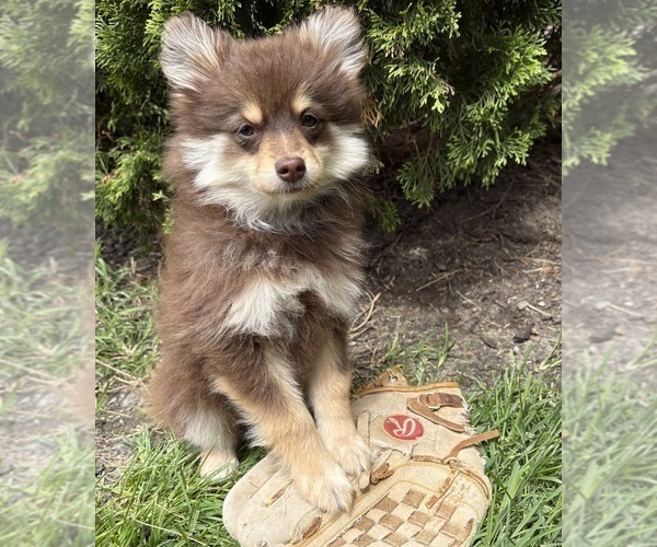 Medium Photo #4 Pomeranian Puppy For Sale in MIDDLEBURY, IN, USA