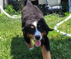 Bernese Mountain Dog Puppy for sale in LANSING, MI, USA