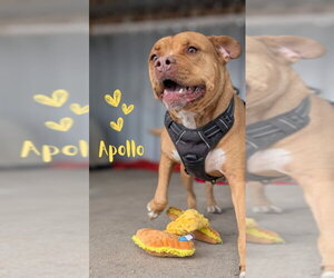 Apollo - Male American Staffordshire Terrier-Boxer Mix Dog for Adoption - Photo #5