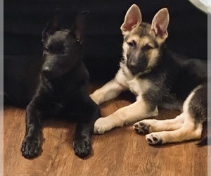 German Shepherd Dog Puppy for sale in NORFOLK, VA, USA