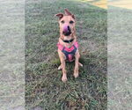 Small #2 German Shepherd Dog Mix