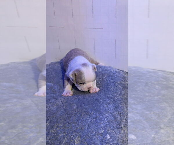 Medium Photo #4 Boston Terrier Puppy For Sale in ROCHESTER, NH, USA
