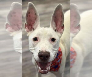 Mutt Dogs for adoption in Canton, CT, USA