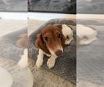 Small #2 Dachshund