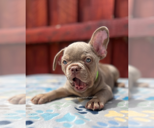Medium Photo #4 French Bulldog Puppy For Sale in SACRAMENTO, CA, USA
