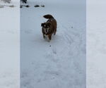 Small Australian Retriever