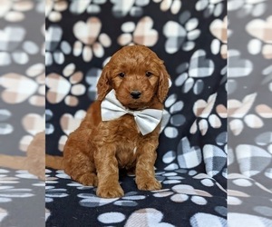 Goldendoodle (Miniature) Puppy for sale in CHRISTIANA, PA, USA