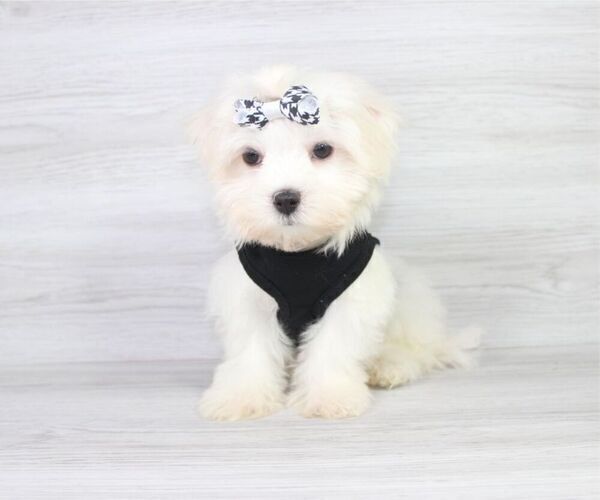 Medium Photo #10 Maltese Puppy For Sale in LAS VEGAS, NV, USA