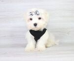Small Photo #10 Maltese Puppy For Sale in LAS VEGAS, NV, USA
