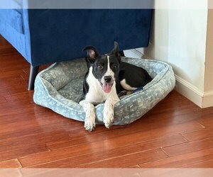 Border Collie-Unknown Mix Dogs for adoption in Sacramento, CA, USA