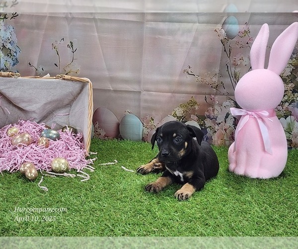 Medium Photo #2 Catahoula Leopard Dog Puppy For Sale in CUMBY, TX, USA