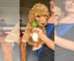 Small #2 Poodle (Standard)