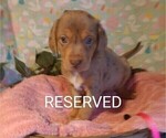 Puppy 11 Australian Shepherd-Vizsla Mix