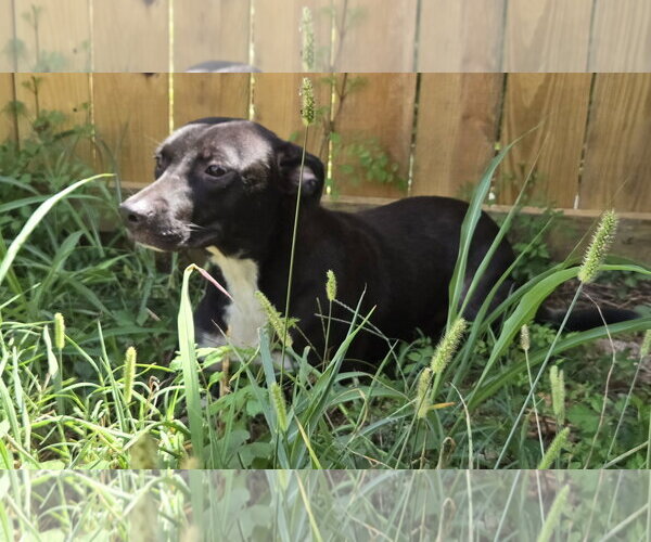 Medium Photo #5 Staffordshire Bull Terrier-Unknown Mix Puppy For Sale in Jackson, MS, USA