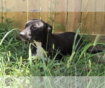 Small Photo #5 Staffordshire Bull Terrier-Unknown Mix Puppy For Sale in Jackson, MS, USA