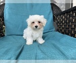 Puppy Puppy 5 Maltipoo