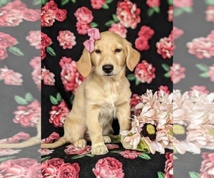Goldendoodle-Mutt Mix Puppy for sale in KIRKWOOD, PA, USA