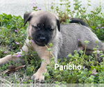 Small Photo #5 Mutt Puppy For Sale in Holly Springs, NC, USA